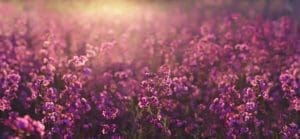 Purple flowers in the sun