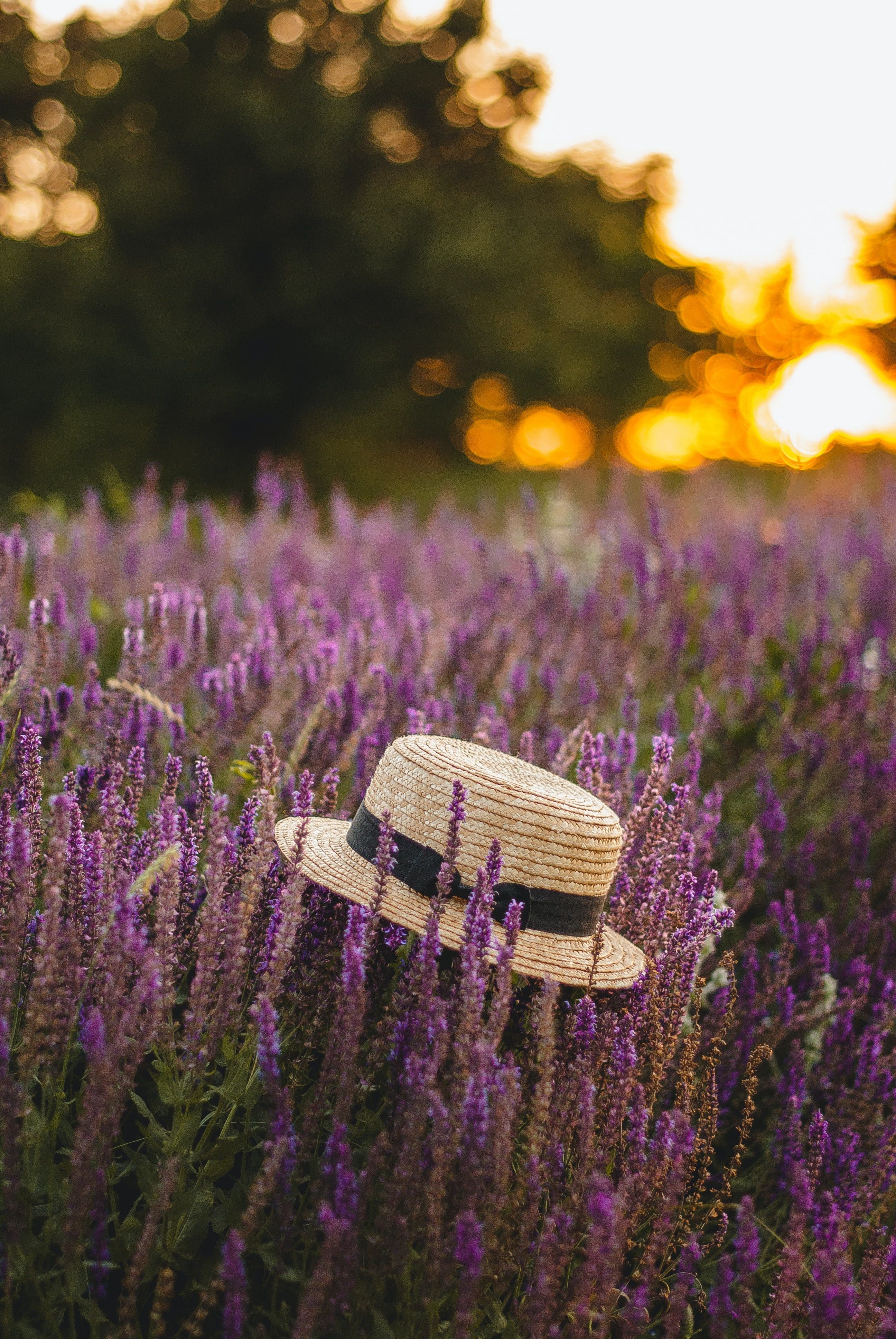 lavender with a sunhat