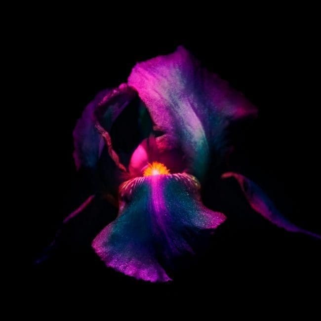 iris dark background