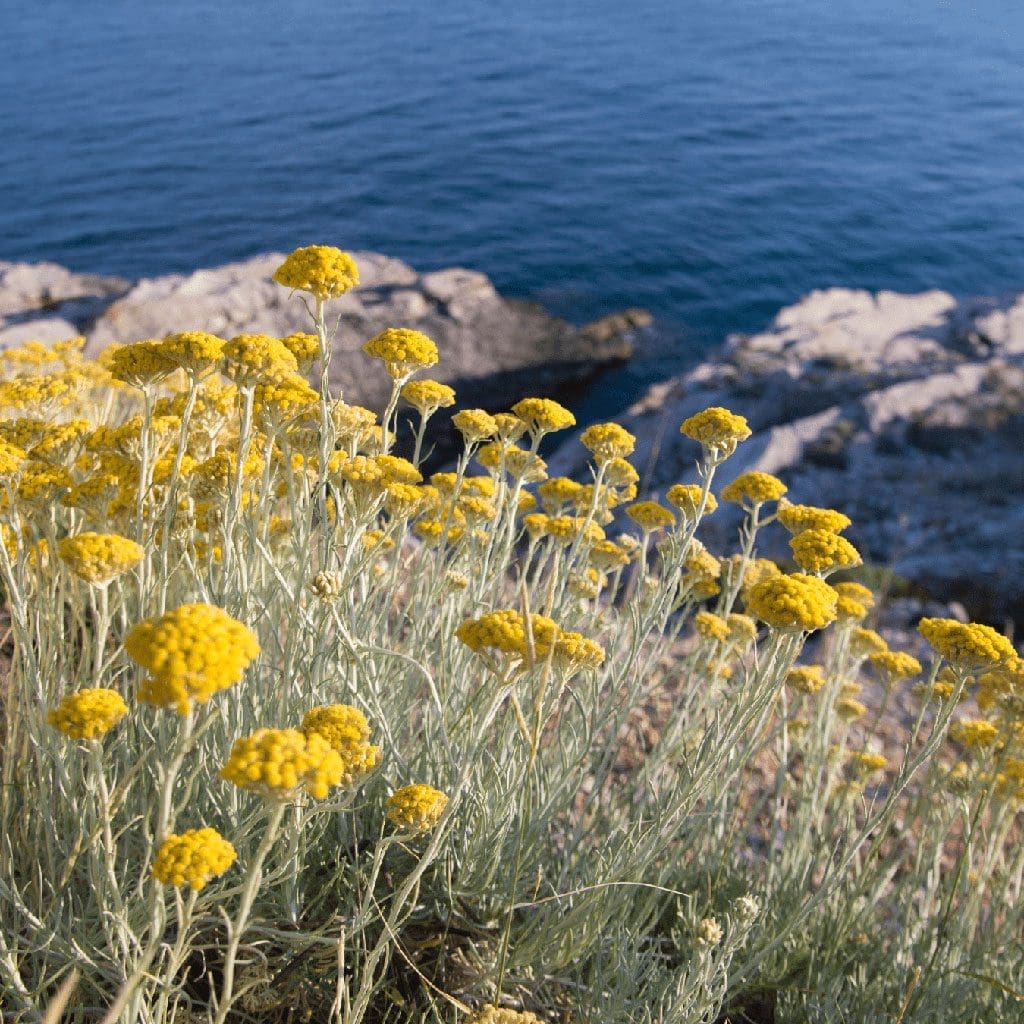 Immortelle by the sea