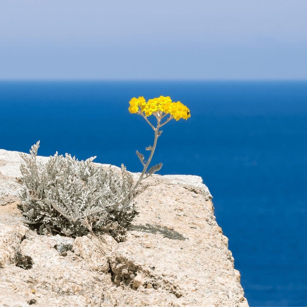 Immortelle flower on a cliff