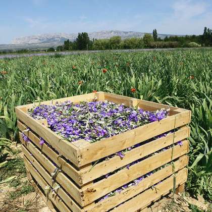 iris farming